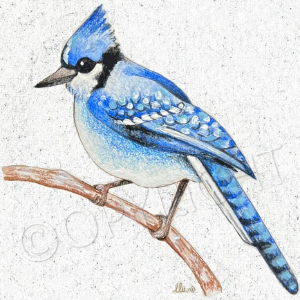 North American Birds Watercolor Book